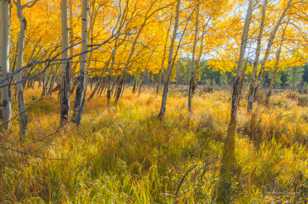 Aspen forest-1645 Aspen forest-1645